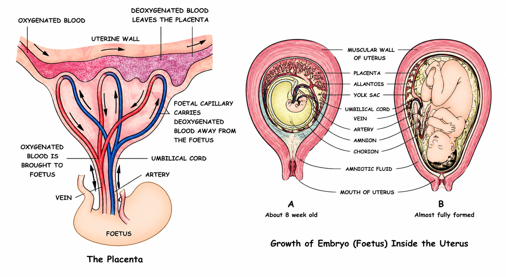 Fig. 11.7 The Placenta